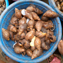 Fresh Snail 10pcs