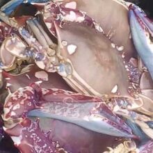 Large Crabs 3pcs -1kg