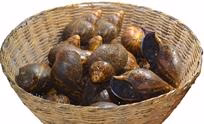 Snails - Medium x20 (Cleaned)